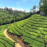 Visit Valparai for lush tea gardens, unique wildlife, and a peaceful hill station experience.